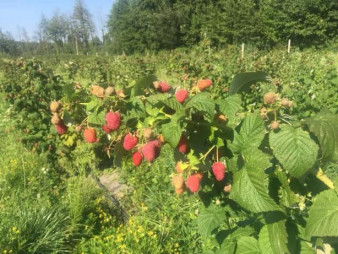 Ягодная ферма в Житомирской области